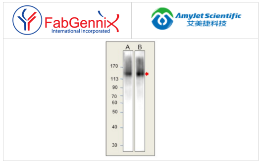 FabGennix-兔抗雞IgY（重鏈和輕鏈）-辣根過氧化物酶