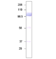 兔抗牛乳鐵蛋白多克隆抗體
