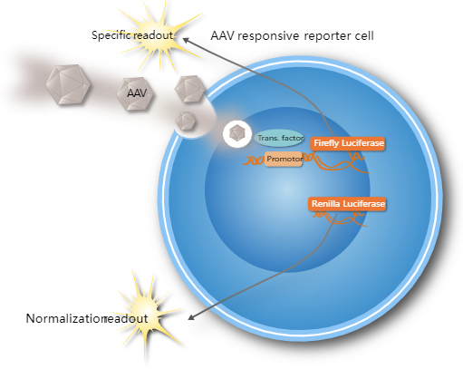 iLite? AAV Responsive Reporter Assay Ready Cells