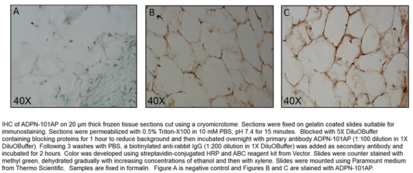 脂聯(lián)素阻斷肽