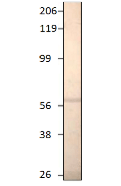 FabGennix-PDE1A7抗體