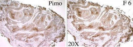 低氧探針F6試劑盒