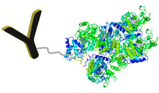 HRP Antibody Conjugation Kit.png