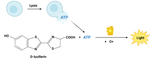 LIVE Step?細胞檢測系統(tǒng)