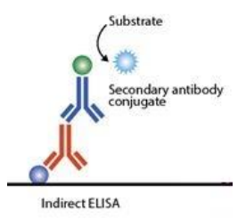 抗dsDNA IgG ELISA檢測原理