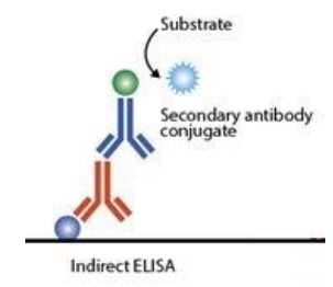 雙鏈DNA特異性總抗體活性測定