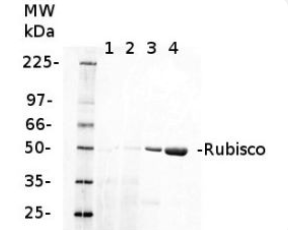 二磷酸核酮糖羧化酶大亞基