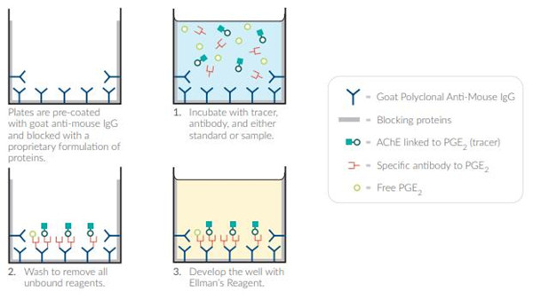 前列腺素E2（PGE2）ELISA試劑盒