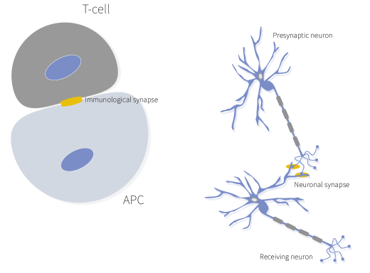 細(xì)胞類型特異性的免疫突觸