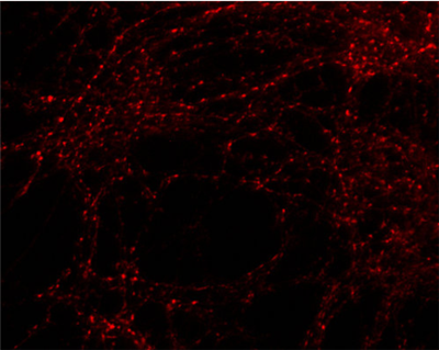 Synaptic Systems-GAD1抗體
