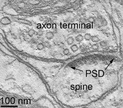 NanoTag Biotechnologies