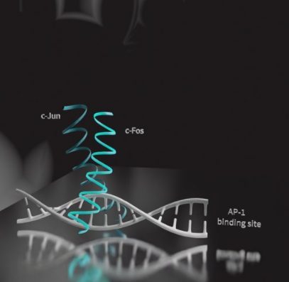 異二聚體bZIP轉(zhuǎn)錄因子c-Fos/c-Jun與DNA結(jié)合的圖示
