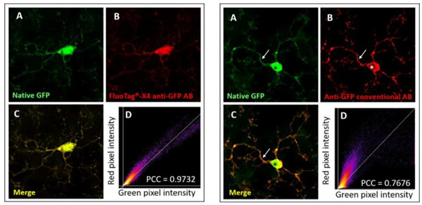使用單域FluoTag?-X4抗GFP抗體的直接免疫染色