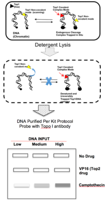 人拓撲異構酶I ICE檢測試劑盒
