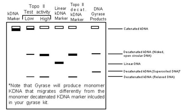 DNA旋轉酶檢測試劑盒