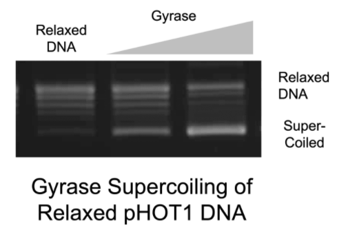 純化的大腸桿菌DNA旋轉(zhuǎn)酶和松弛DNA檢測試劑盒