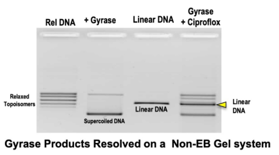 純化的大腸桿菌DNA旋轉(zhuǎn)酶藥物篩選試劑盒