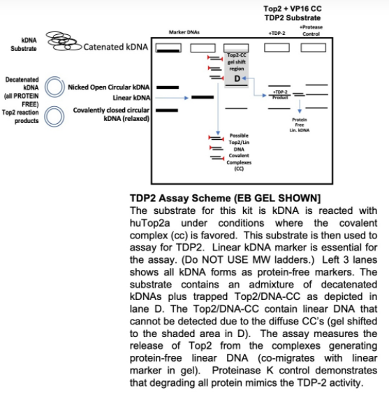 TopoGEN-人TDP-2檢測試劑盒