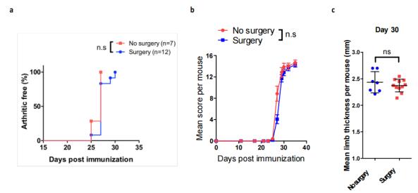 免疫級牛源II， IX 和 XI 型膠原蛋白