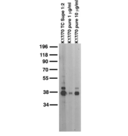 成年大鼠腦膜免疫印跡