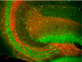 抗Slo1 Maxi-K+通道抗體（L6/60）