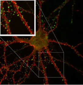 抗PSD-95抗體(K28/43)