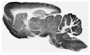 成年大鼠腦免疫組織化學(xué)