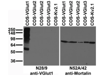 用未標記的VGlut或Kv2.1質(zhì)粒轉(zhuǎn)染COS細胞提取物