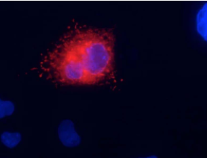 抗Kv7.1/KNQ1 K+通道抗體