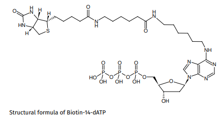 生物素標(biāo)記14-dATP