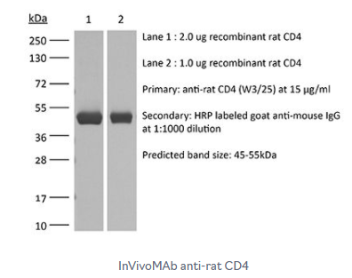 InVivoMAb抗大鼠CD4抗體