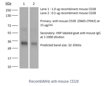 RecombiMAb抗小鼠CD28