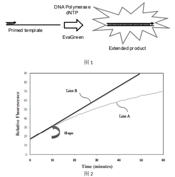 Biotium-EvaEZ熒光聚合酶活性檢測(cè)試劑盒