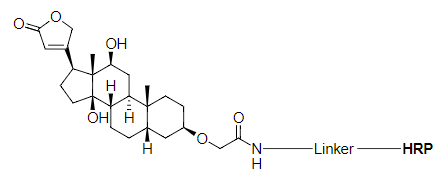 DIG-HRP偶聯(lián)物的化學結(jié)構