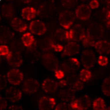 用CF 568結(jié)合的鬼筆環(huán)肽染色的固定和滲透的釀酒酵母細(xì)胞