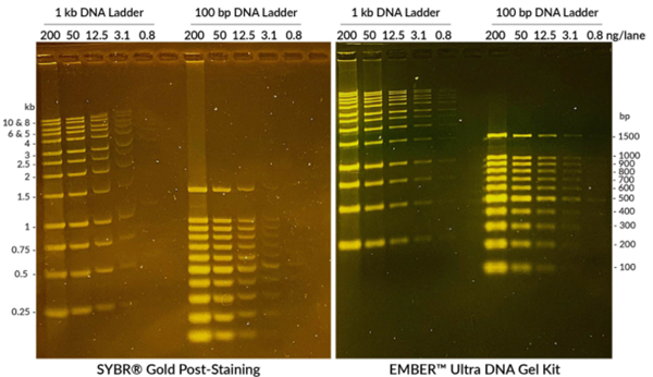 Biotium-EMBER Ultra DNA凝膠試劑盒