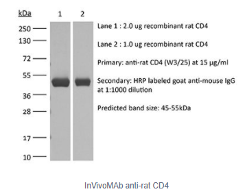 InVivoMAb抗大鼠CD4/InVivoMAb anti-rat CD4