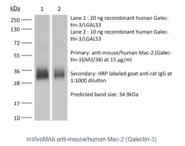 InVivoMAb抗小鼠/人Mac-2(半乳糖凝集素-3)