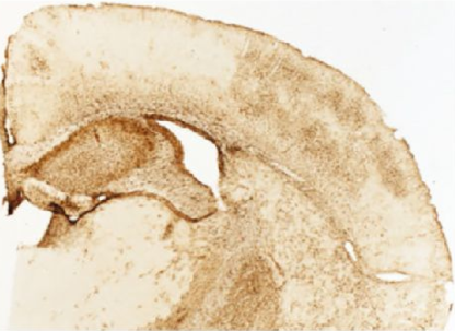 SouthernBiotech的明膠底玻片已經(jīng)過(guò)仔細(xì)清潔，并用0.1%明膠和硫酸鉀鉻的溶液進(jìn)行了底涂。