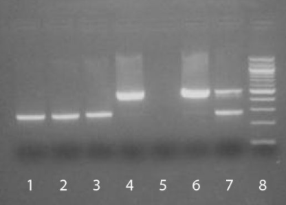 SouthernBiotech丨支原體檢測(cè)試劑盒組件