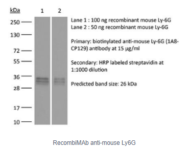 RecombiMAb抗小鼠Ly6G