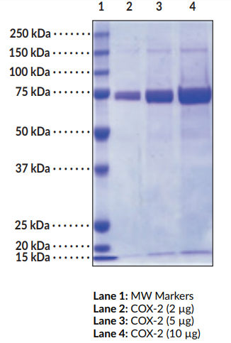 COX-2,重組人COX-2活性蛋白