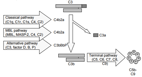 Wieslab補體系統(tǒng)替代途徑試劑盒