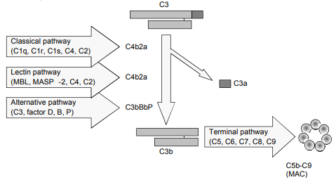 WIESLAB補(bǔ)體系統(tǒng)經(jīng)典途徑