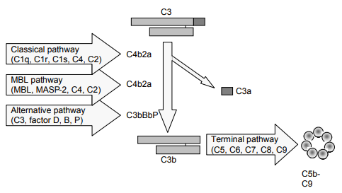 補(bǔ)體凝集素/MBL途徑檢測(cè)試劑盒