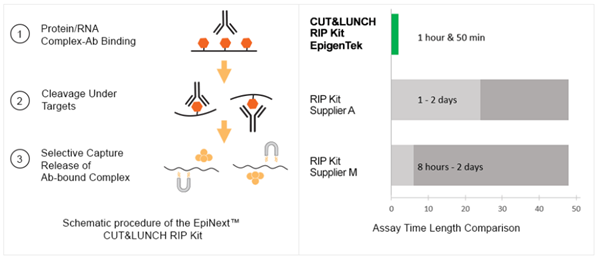 CUT&LUNCH RIP試劑盒