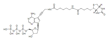 Biotin-11-dATP