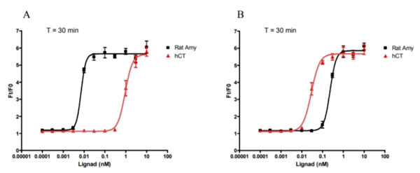 HEK-AMY3細胞和親本細胞對胰淀素和降鈣素的反應