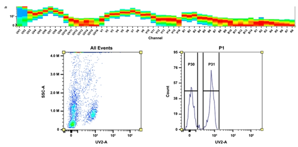 Sephadex G-25柱純化染料-蛋白質偶聯(lián)物