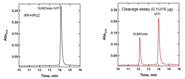 SUMOstar蛋白酶控制蛋白